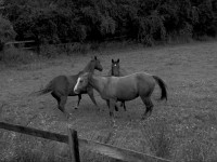 Leica D - Lux 7 Monochrome Visible Light