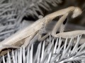 PrayingMantis